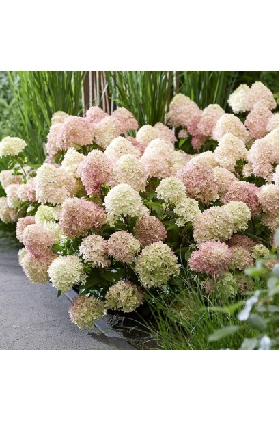 Hydrangea paniculata Лівінг Літл Лав у саду